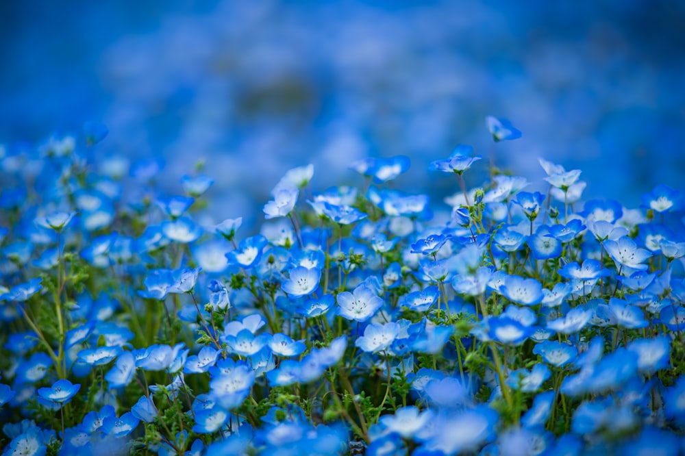 a bunch of blue flowers with water droplets on them