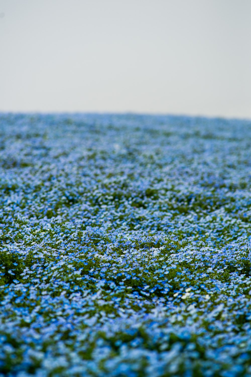 a field of blue flowers with a bird flying in the distance