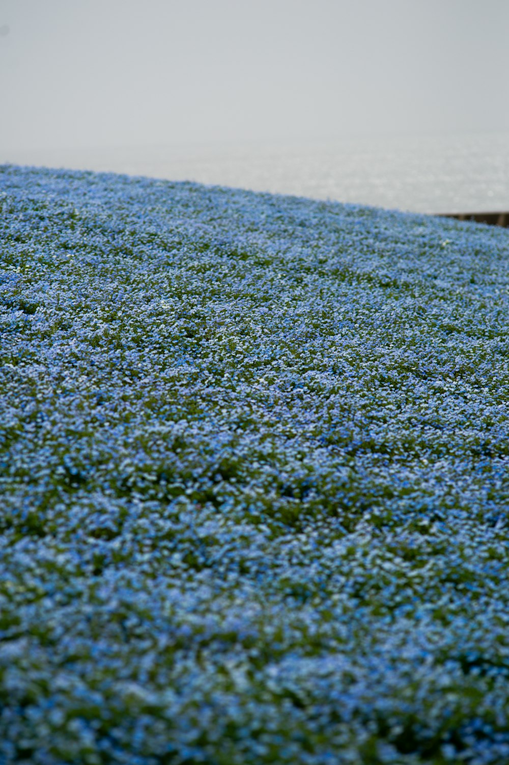 a field of blue flowers next to a body of water