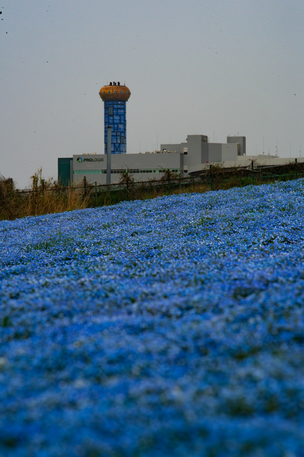 a field of blue flowers with a building in the background