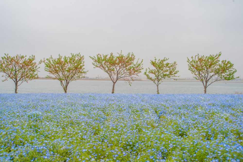 a field of blue flowers with trees in the background