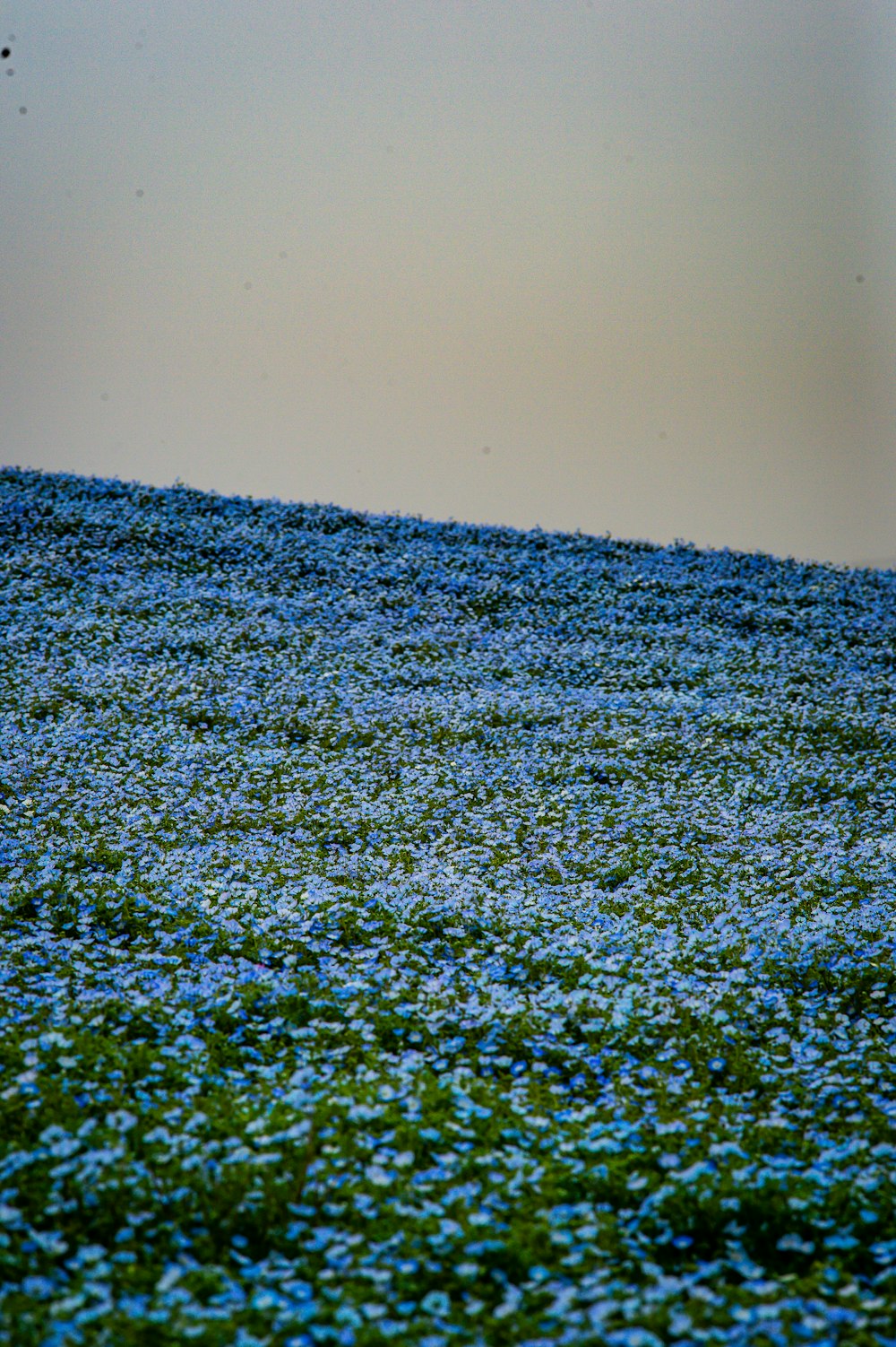 a bird flying over a field of blue flowers