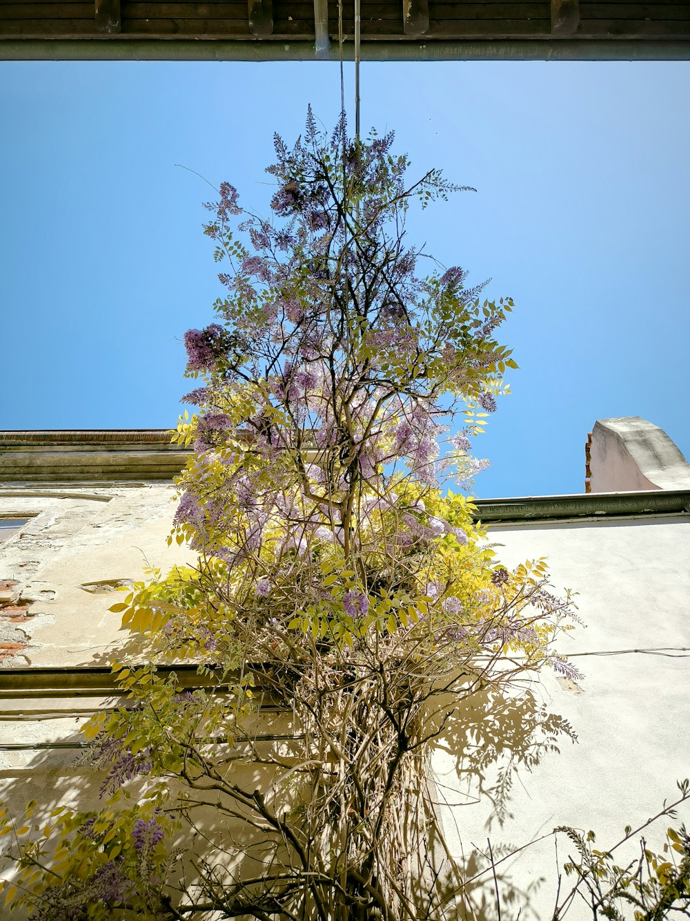 a tree with purple flowers in front of a building