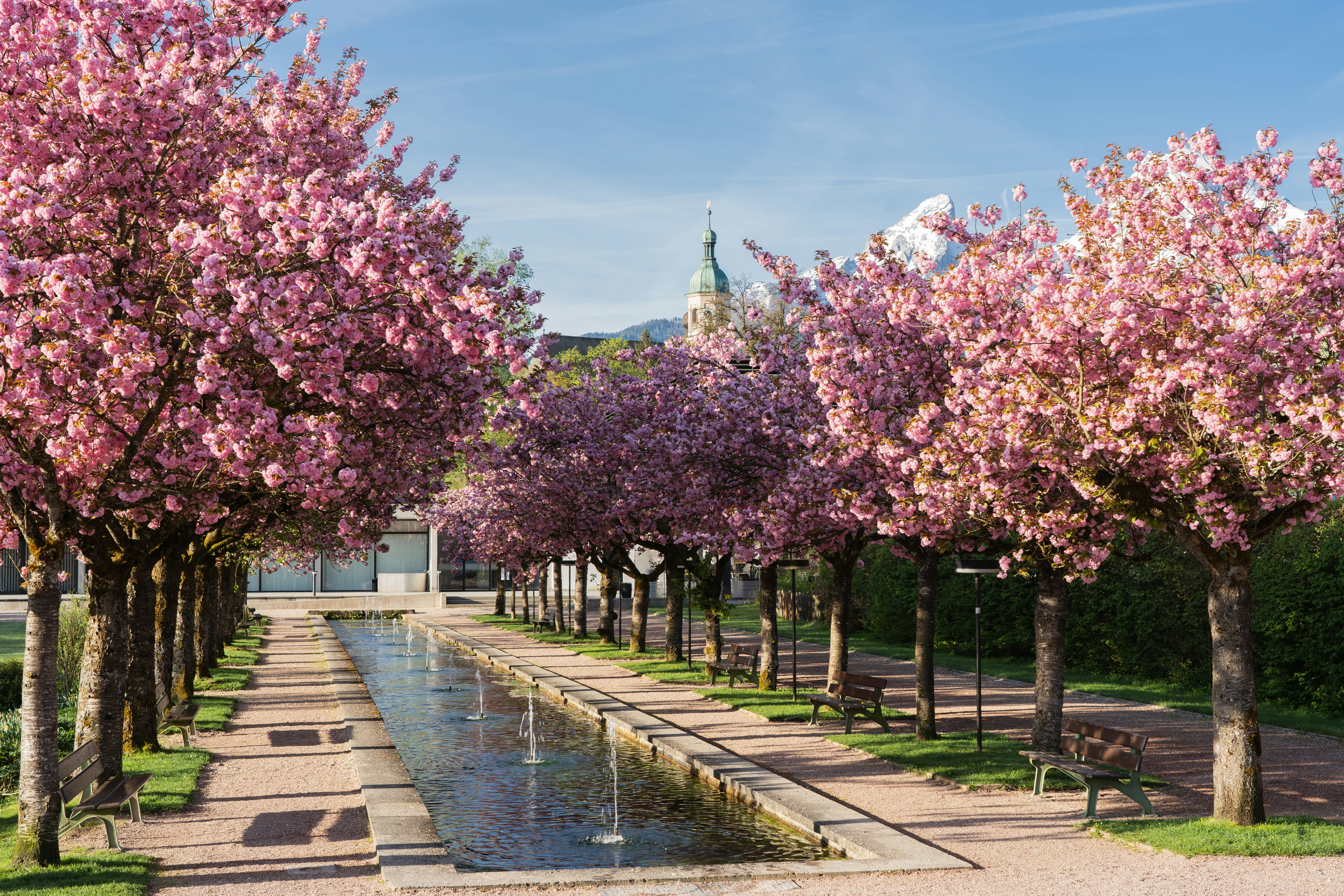 Blooming trees in a European park during spring
