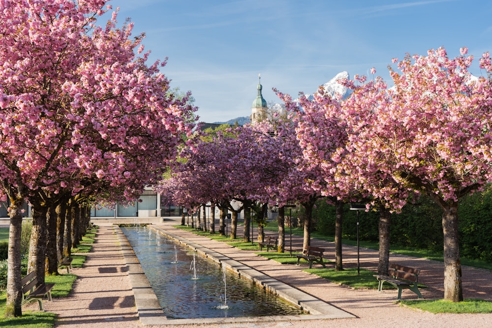 Gli alberi sono in fiore nel parco vicino all'acqua