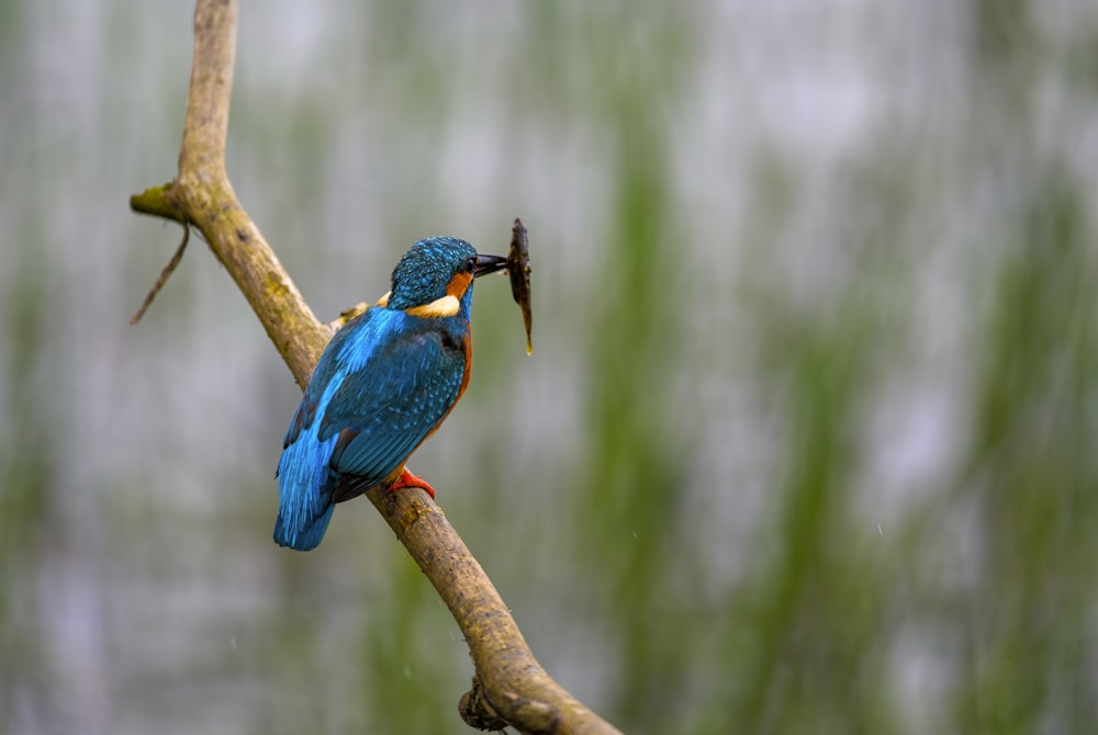 a blue bird with a fish in its mouth sitting on a branch