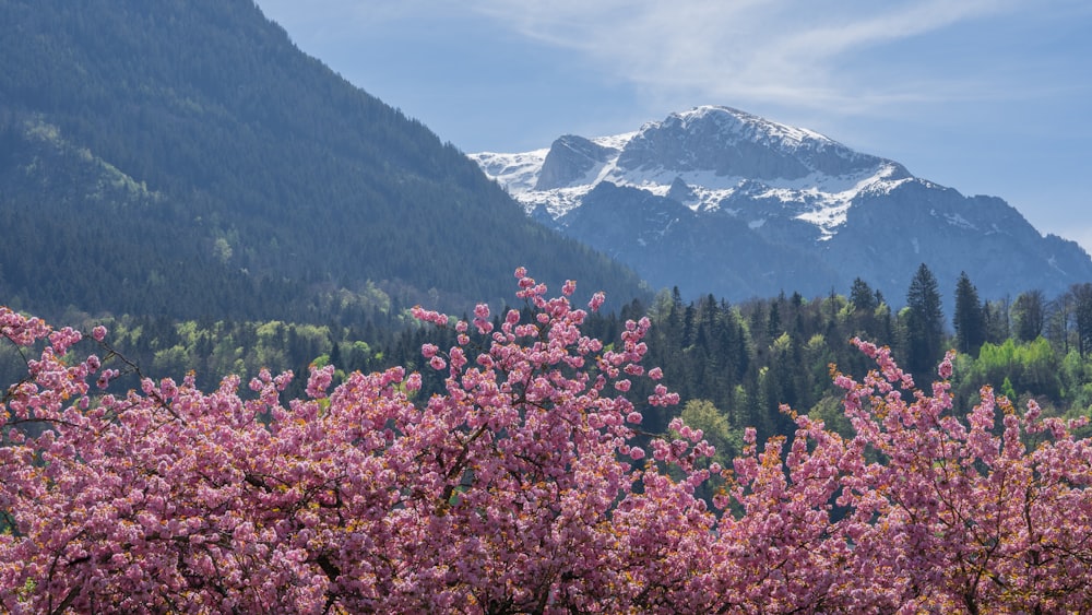Una vista de una montaña con flores rosadas en primer plano