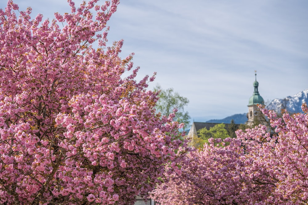 a tree with pink flowers in front of a building