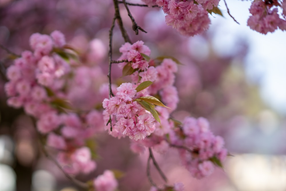 a close up of a tree with pink flowers