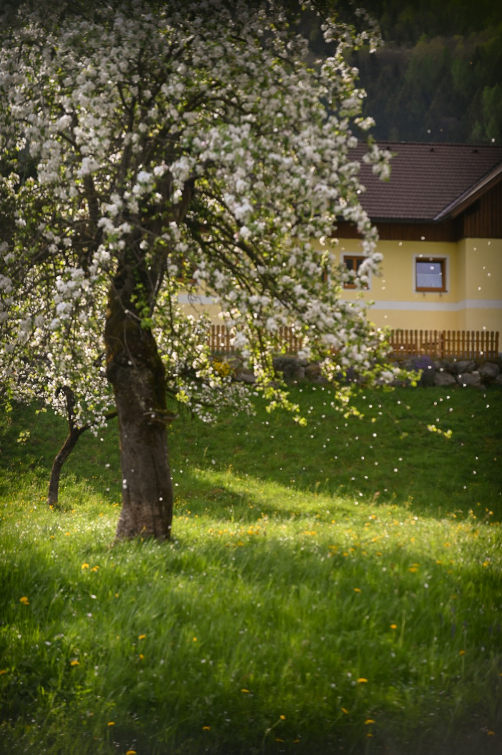 a tree with white flowers in front of a house