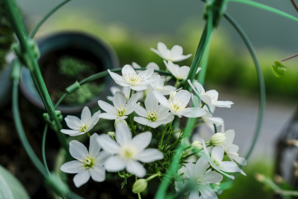 a bunch of white flowers in a vase