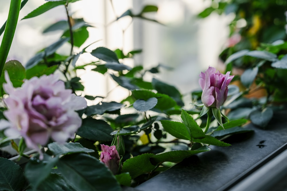 a window sill filled with lots of flowers