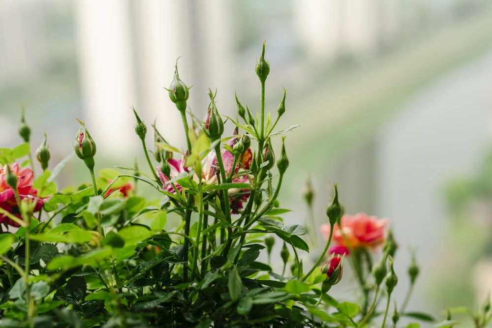 a close up of a plant with red flowers