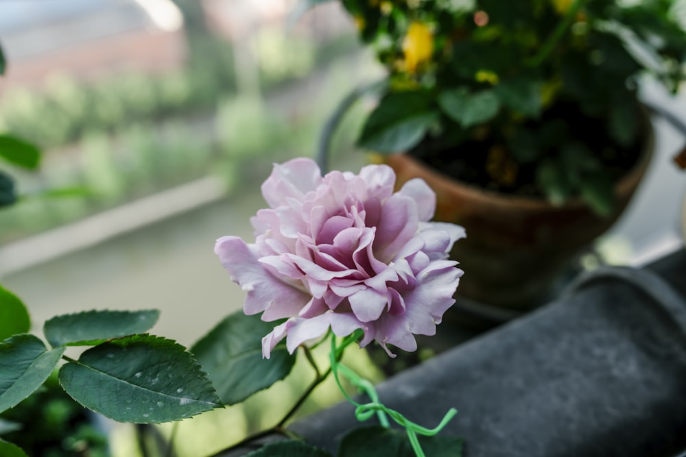 a pink flower sitting on top of a green plant