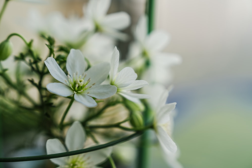 a close up of a bunch of white flowers