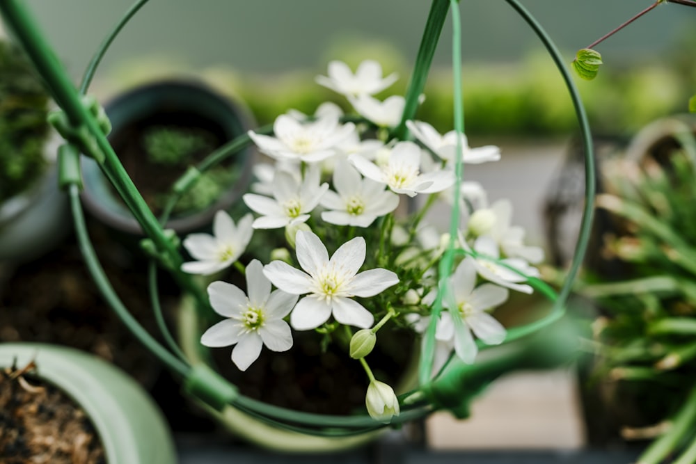 a bunch of white flowers in a pot