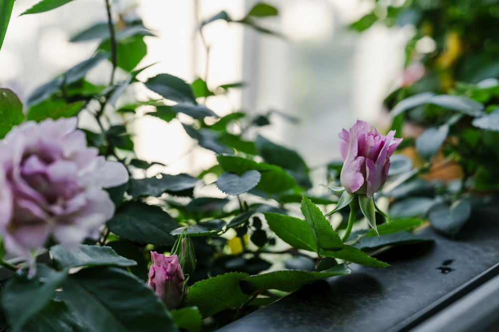 a window sill filled with lots of flowers