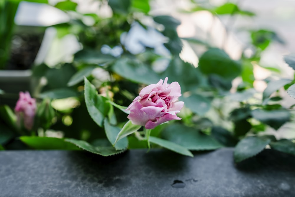 a pink flower sitting on top of a black table