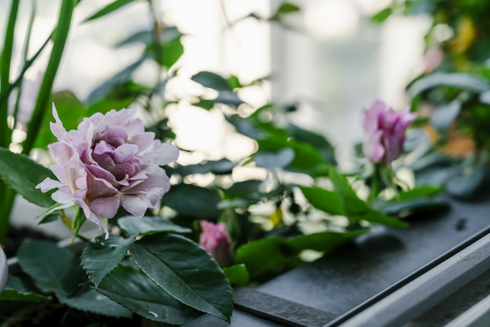 a window sill filled with lots of flowers and greenery