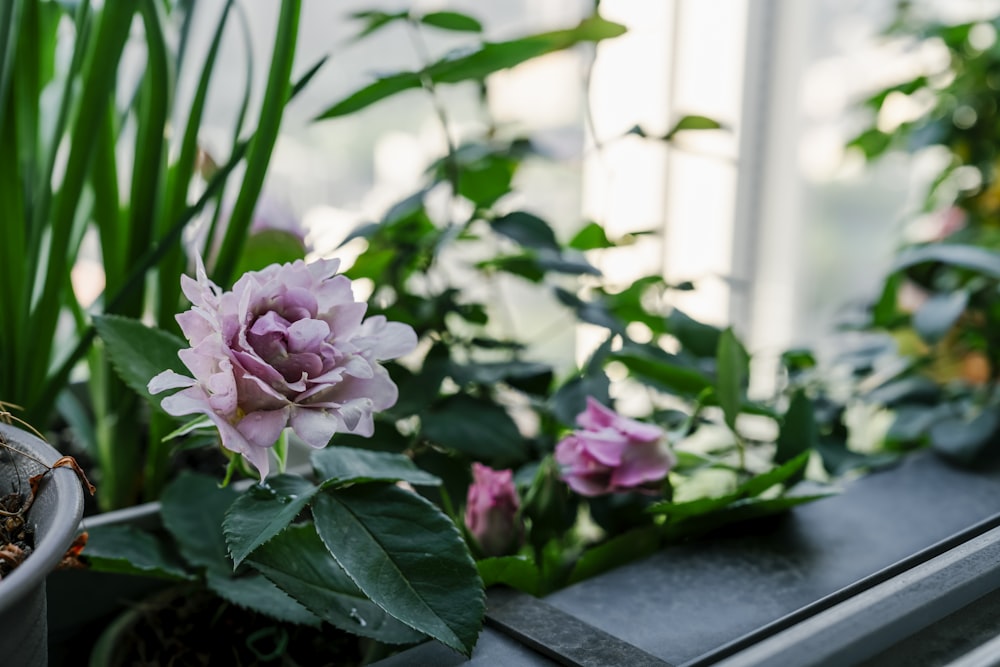 a window sill filled with potted plants next to a window