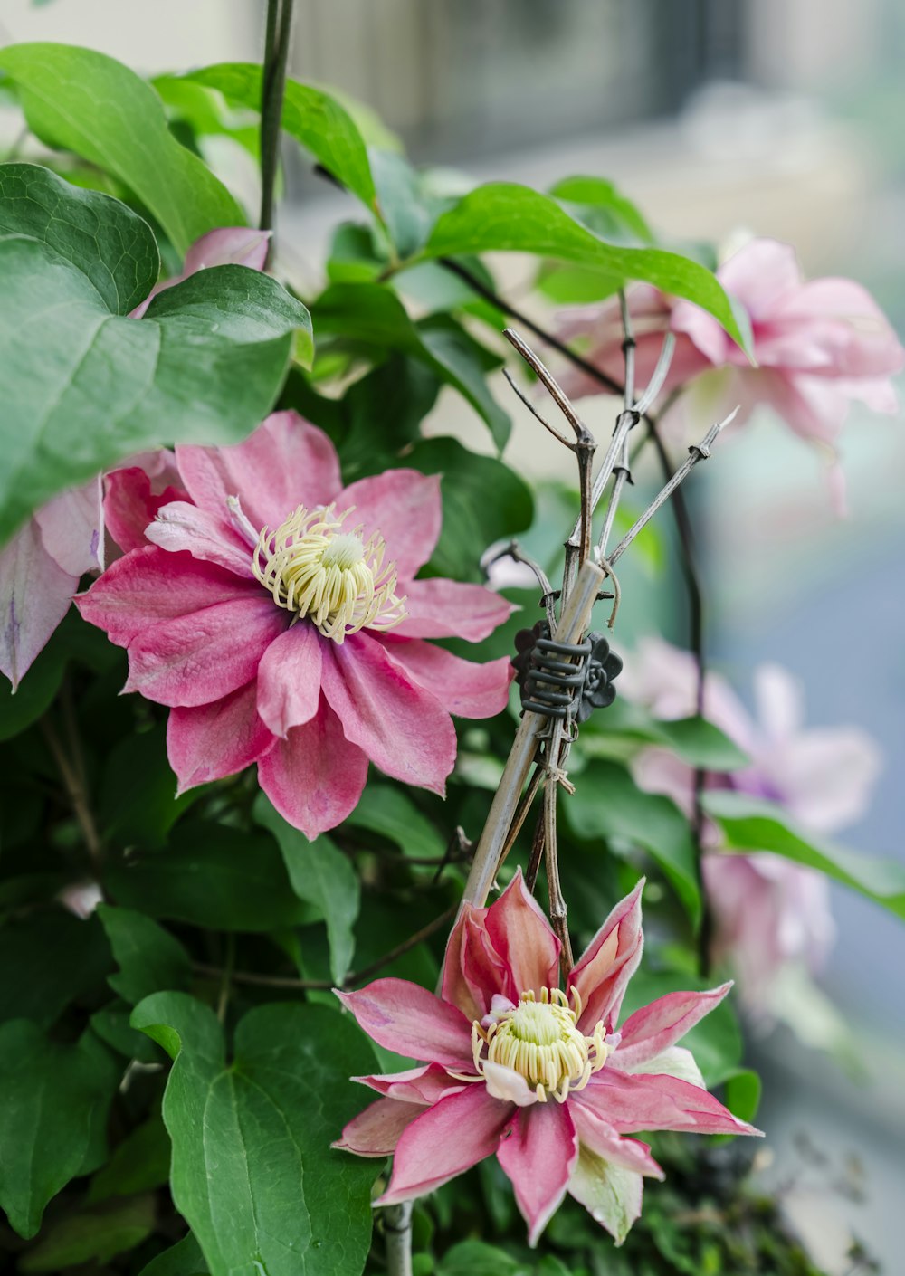 a close up of a plant with pink flowers