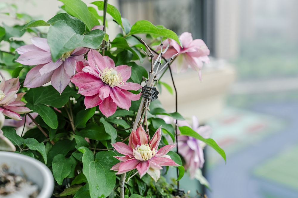 a potted plant with pink flowers and green leaves