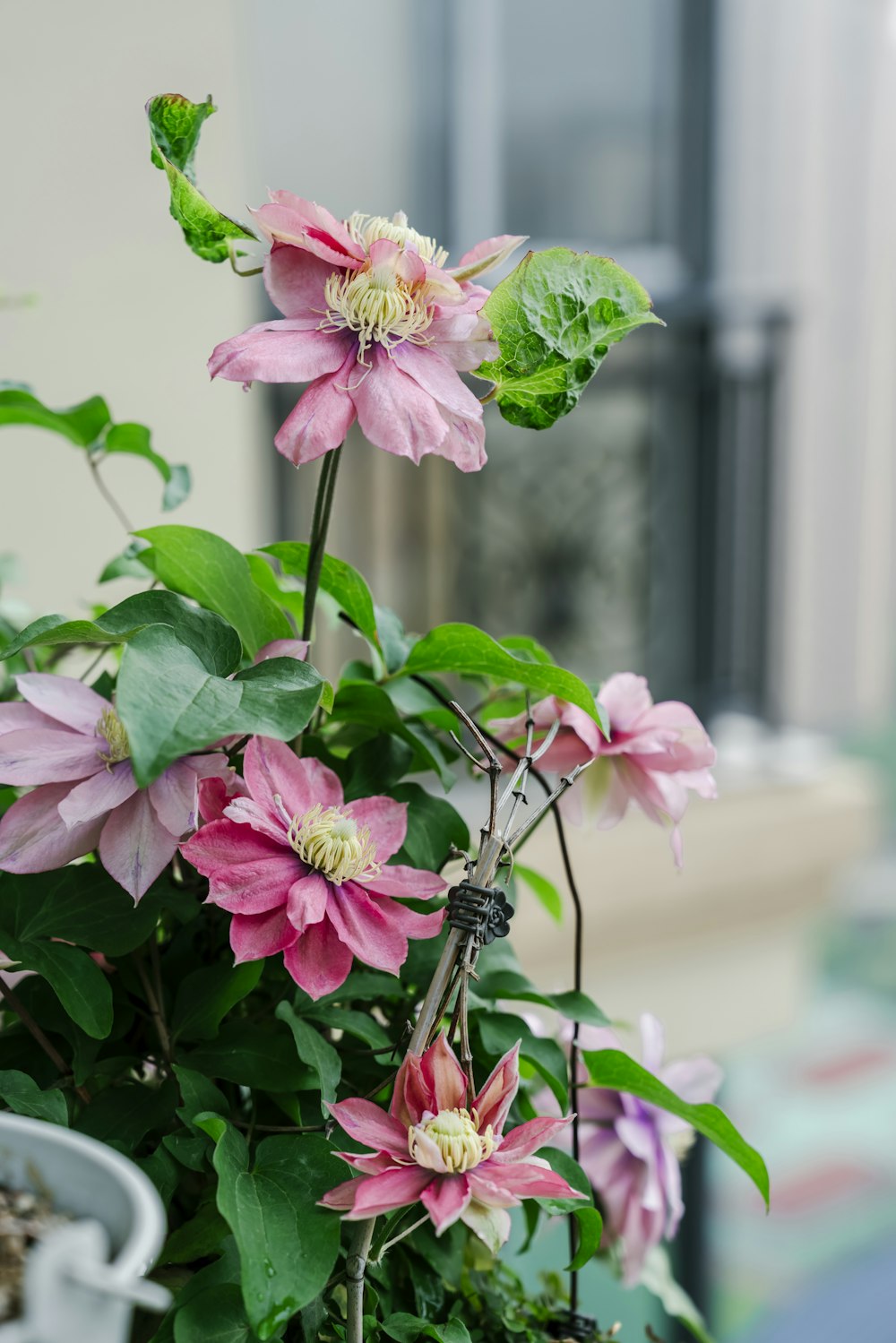 una pianta in vaso con fiori rosa e foglie verdi