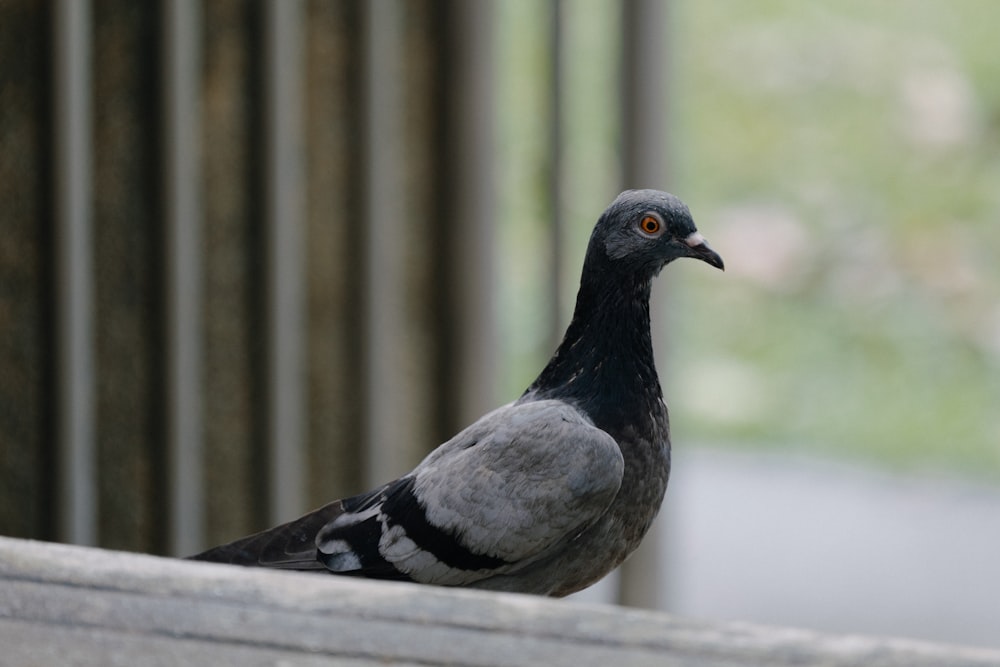 a pigeon is sitting on the ledge of a building