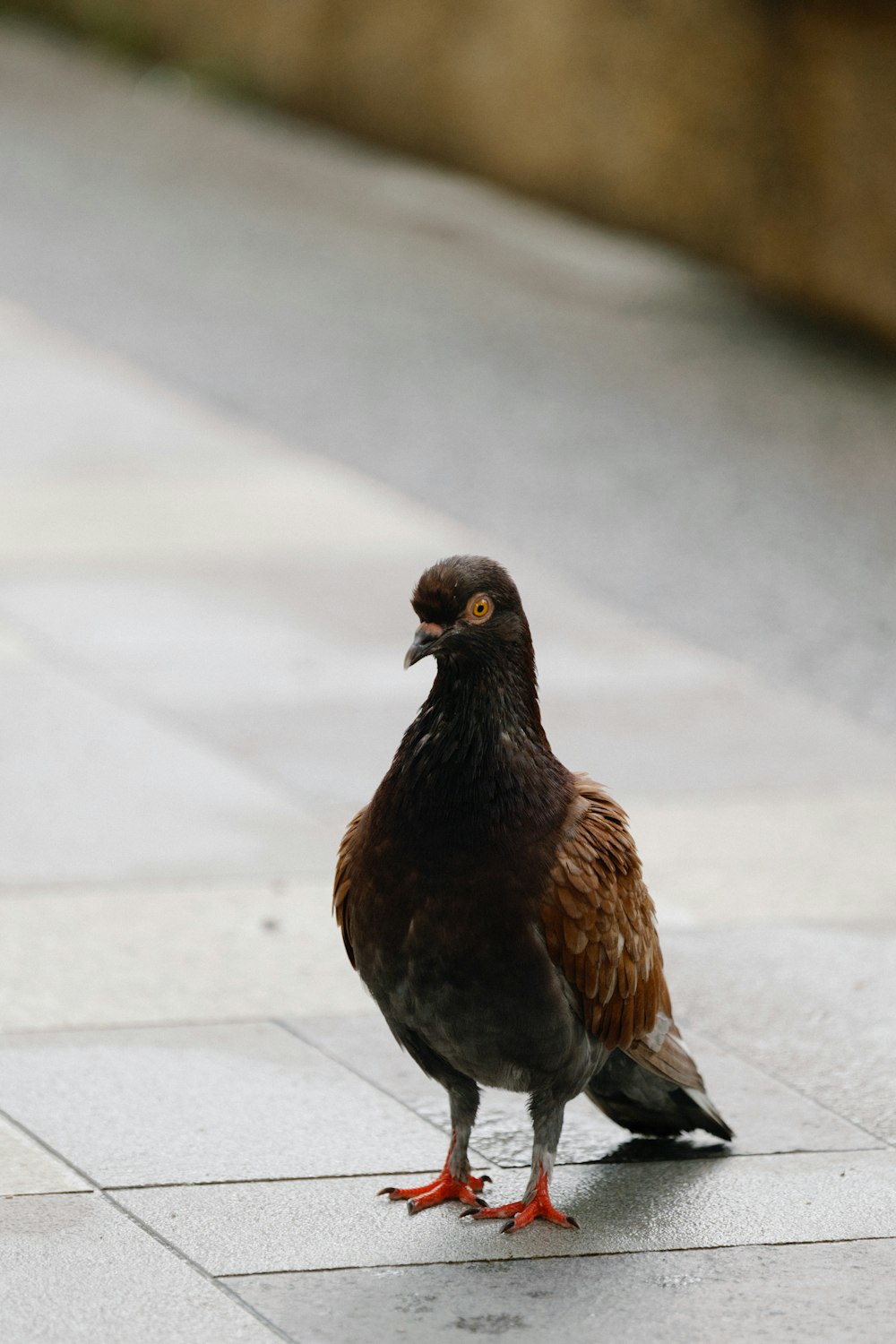 a brown and black bird standing on a sidewalk