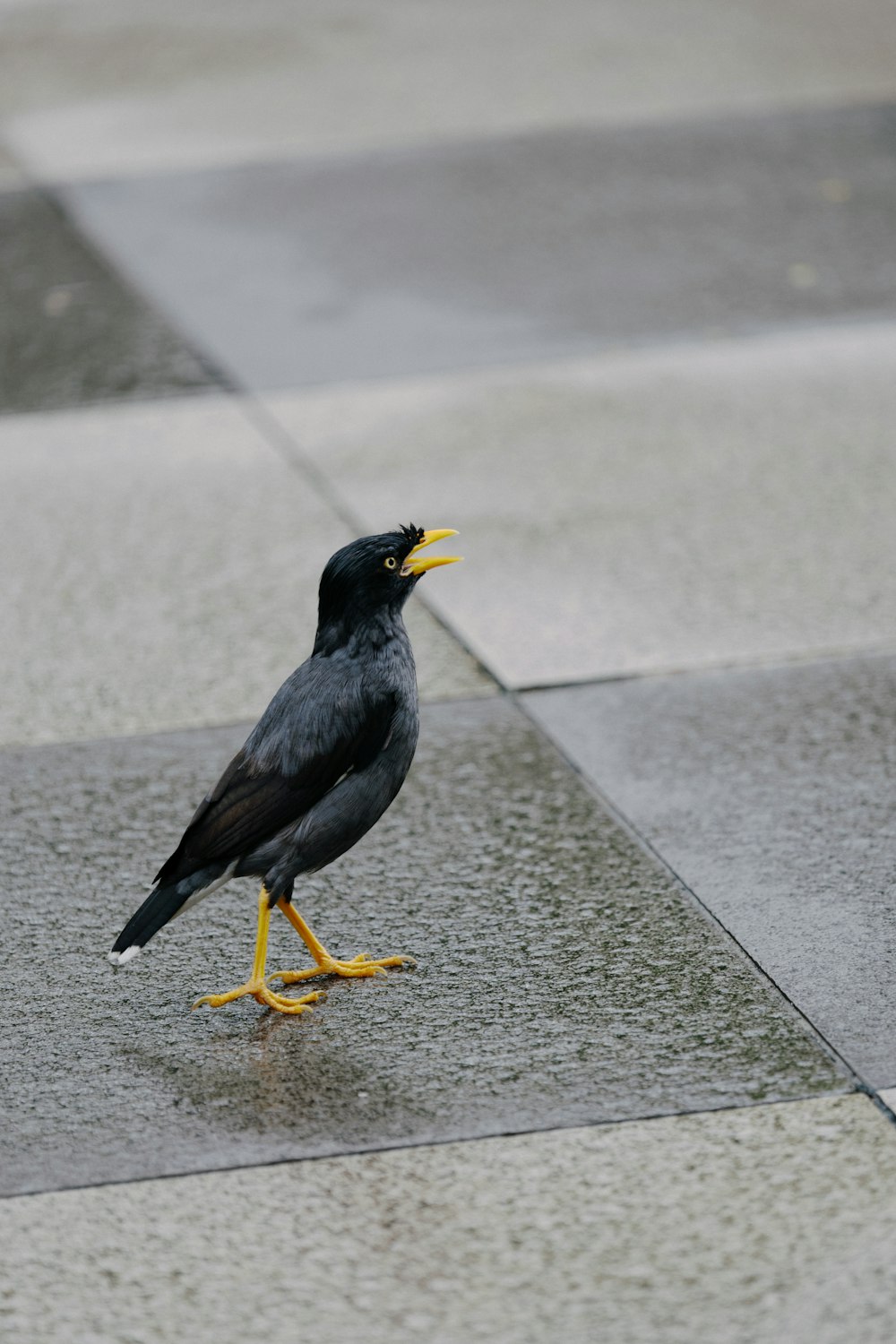 a black bird with a yellow beak standing on a tiled floor