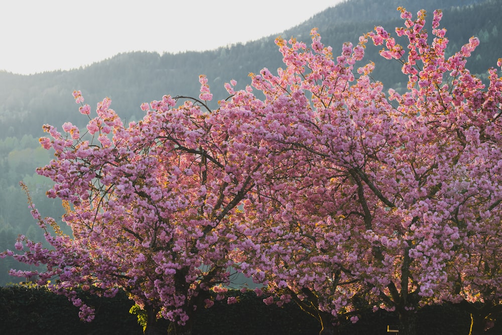 a tree with pink flowers in front of a mountain