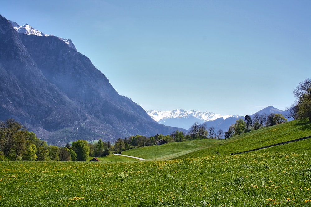 a grassy field with a mountain in the background