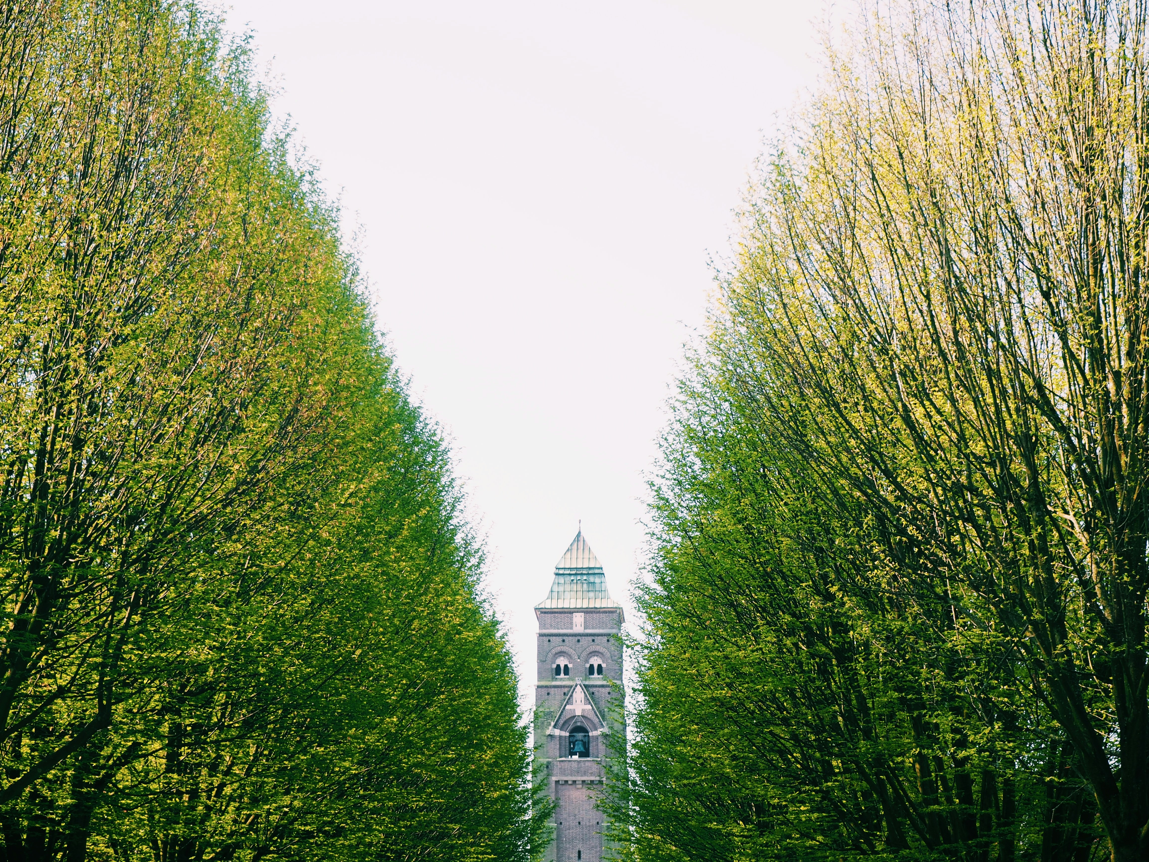 a tall clock tower towering over a lush green forest