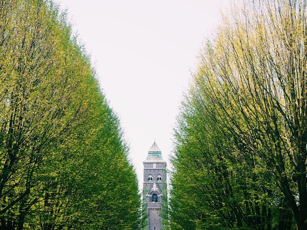 a tall clock tower towering over a lush green forest