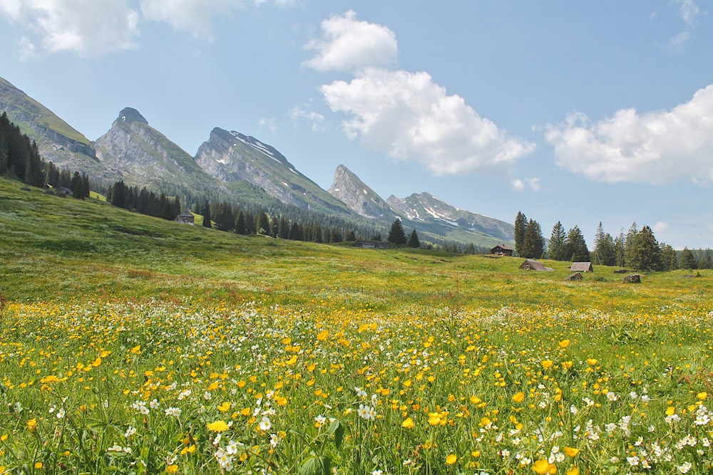 ein Feld mit Wildblumen und einem Berg im Hintergrund