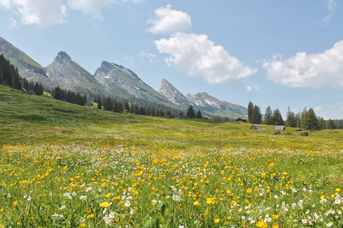 Prairie fleurie en montagne — NaturiaGo