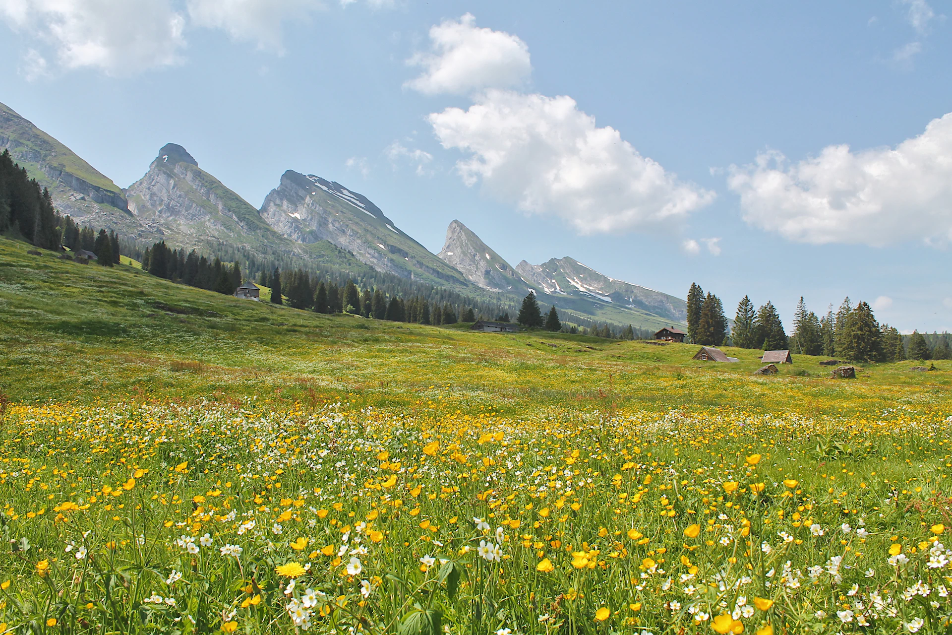 a field of wildflowers with a mountain in the background
