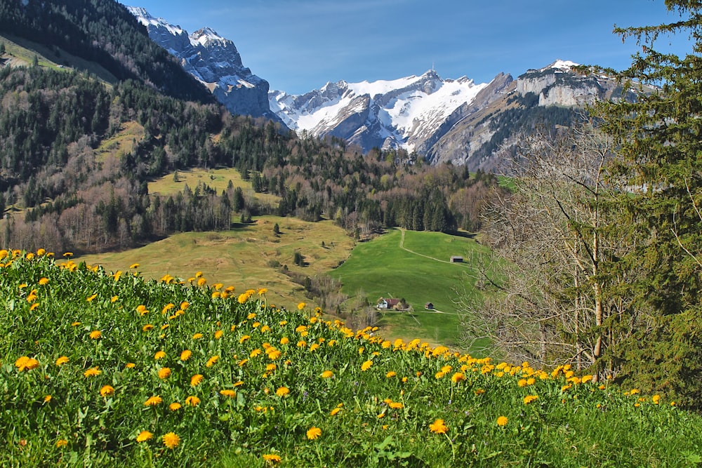 a field with yellow flowers and mountains in the background