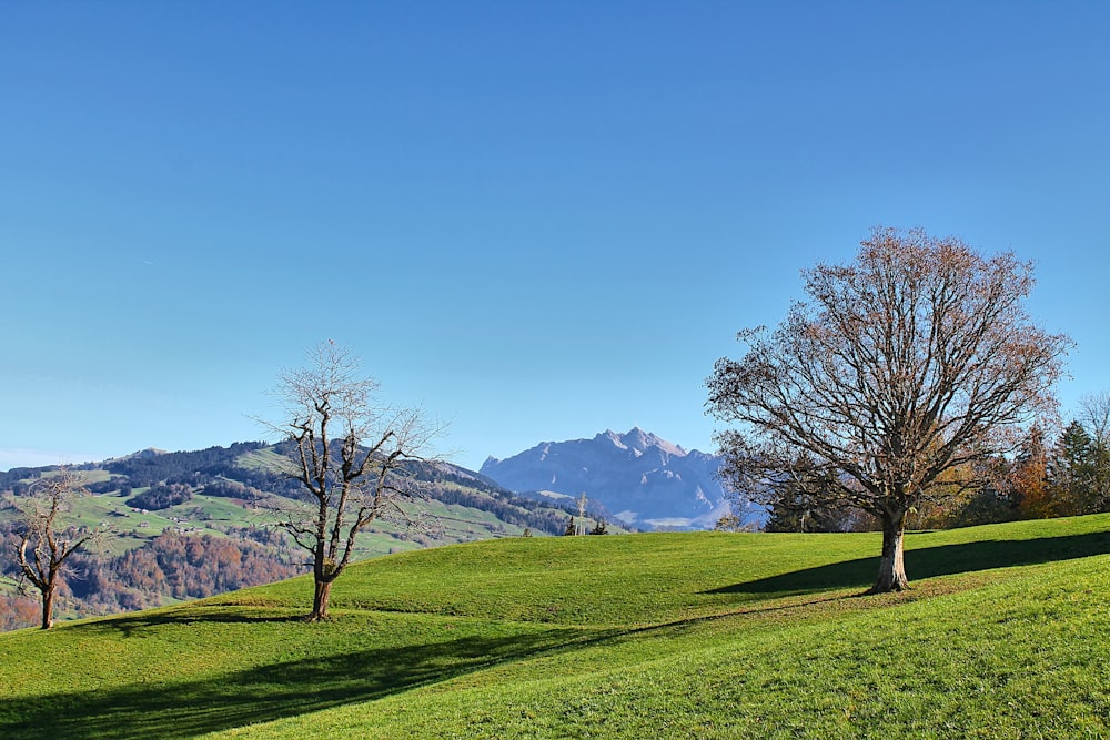 two trees on a grassy hill with mountains in the background