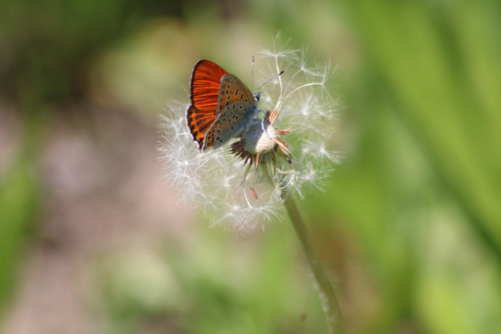 a close up of a butterfly on a dandelion
