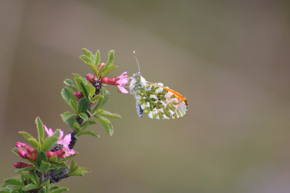 a small butterfly is sitting on a flower
