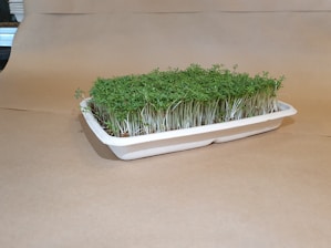 a tray filled with grass on top of a table