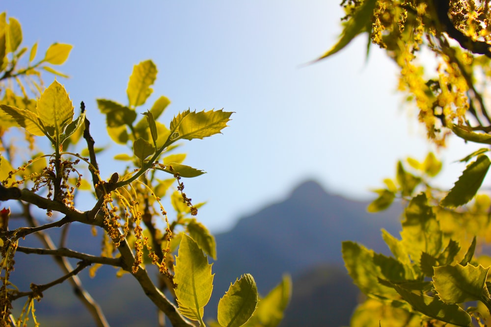 a tree branch with leaves and a mountain in the background