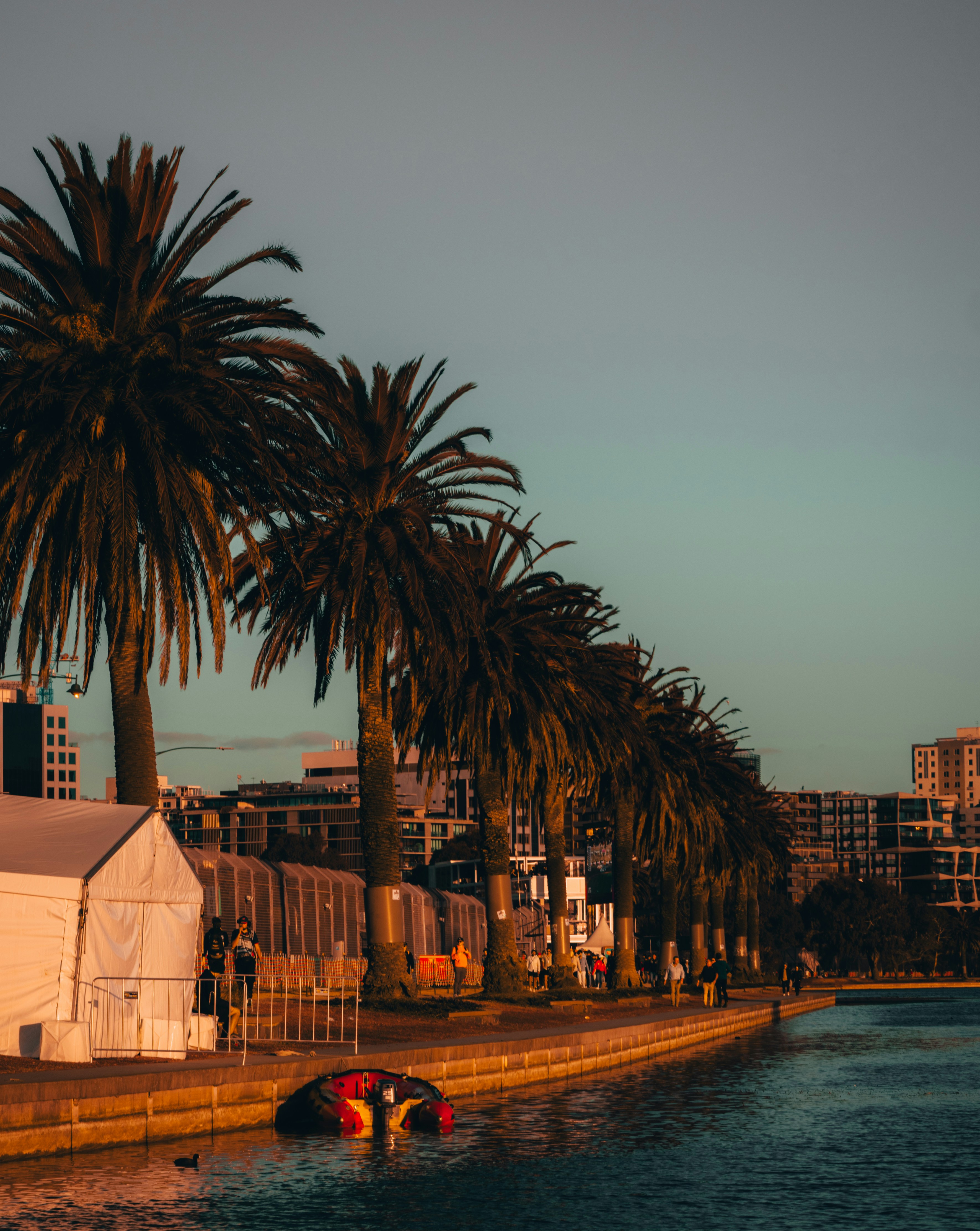 un palmier à côté d’un plan d’eau