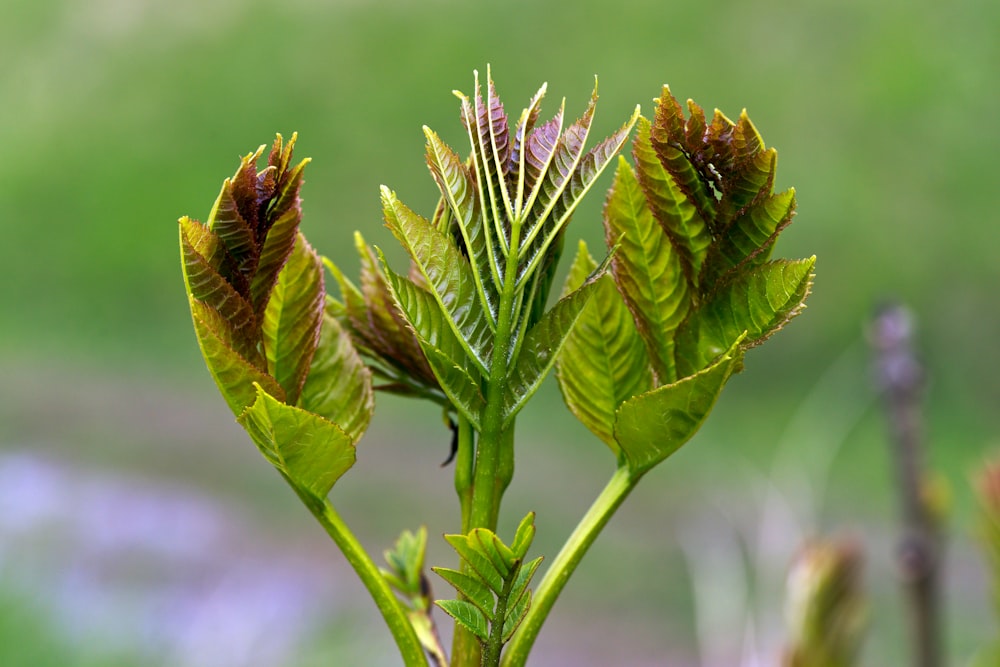 a close up of a plant with green leaves