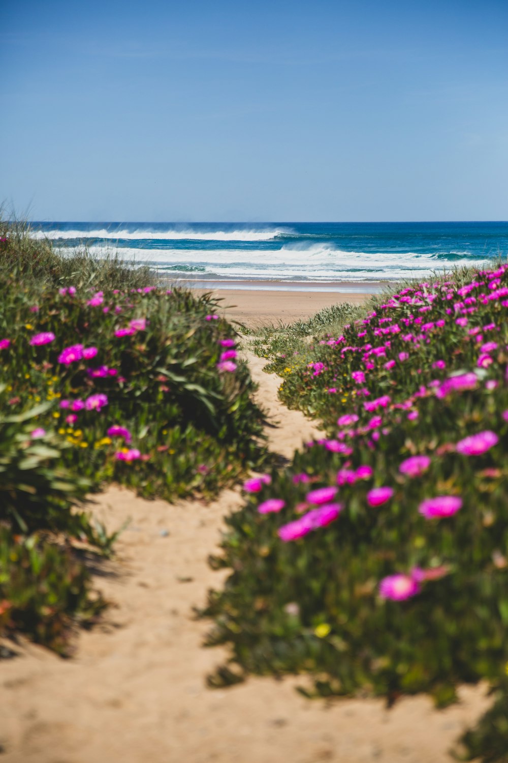 a path leading to a beach with purple flowers