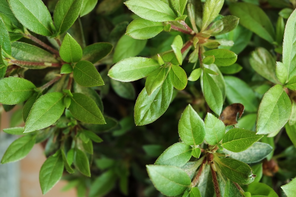 a close up of a plant with green leaves