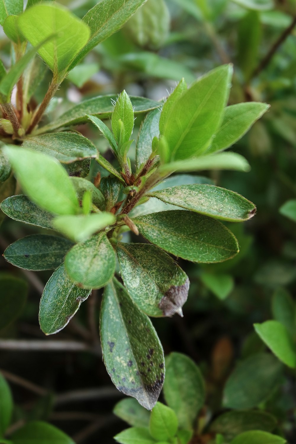 a close up of a green plant with leaves