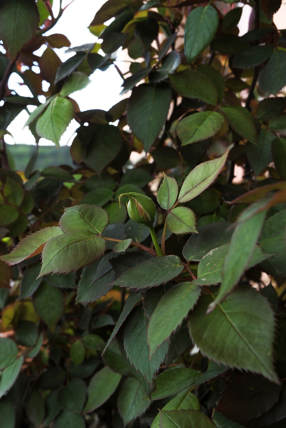 a close up of a tree with green leaves