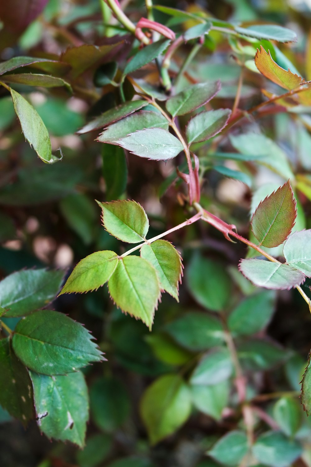 a close up of a plant with green leaves